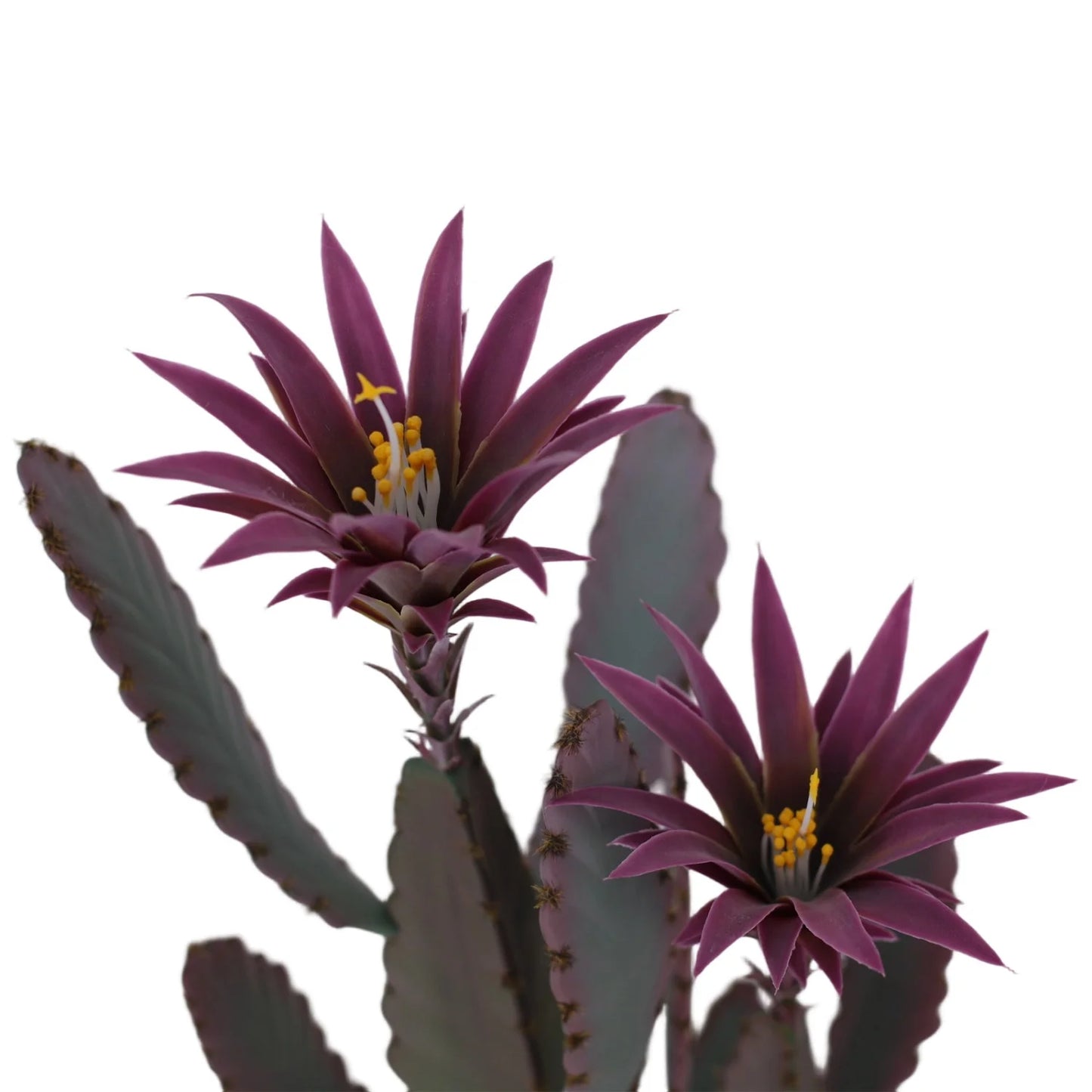 37.8" Artificial Cactus Plant with Purple Flower – UV Resistant Faux Floor Plant for Indoor Outdoor Decor